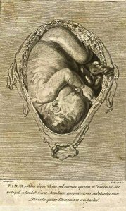 Anatomy-of-Human-Gravid-Uterus-Exhibited-in-Figures-by-WilliamHunter01