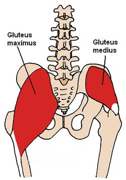 Engaging the gluteus medius, the muscle located in the upper, outer quadrant of the buttocks, helps prevent lower back pain