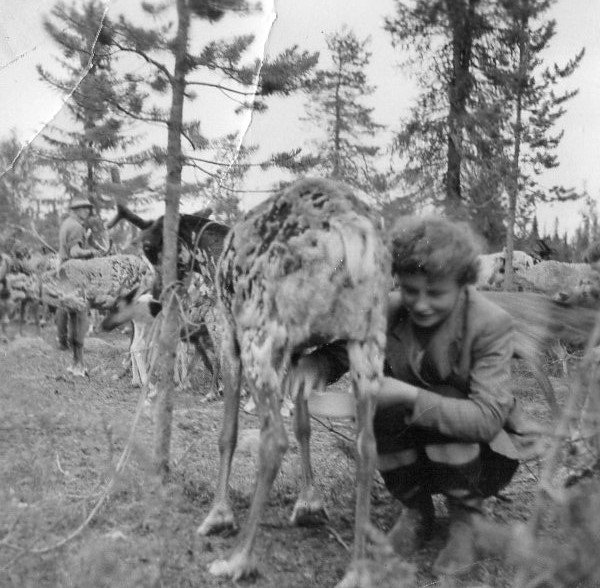 Fredrik's mother Ingrid milking a reindeer in the 70's