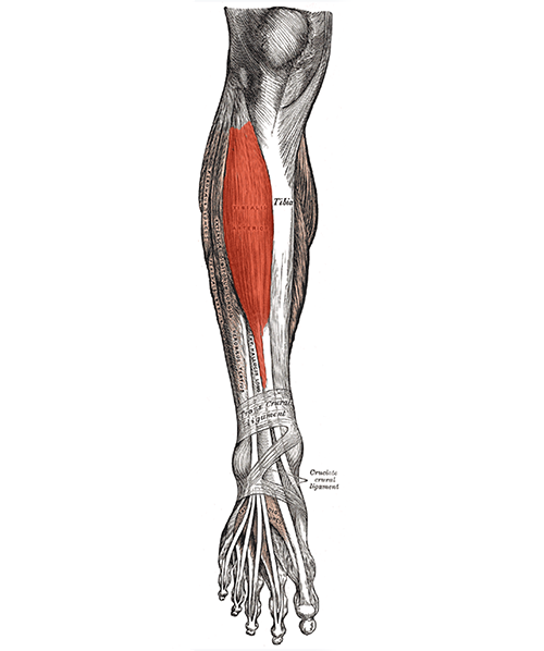 Drawing of tibialis anterior muscle on skeleton of lower limb.