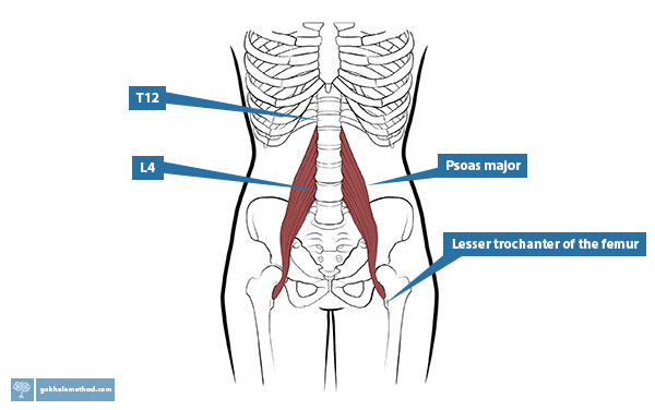 Anatomy drawing of the psoas muscle located in the body.