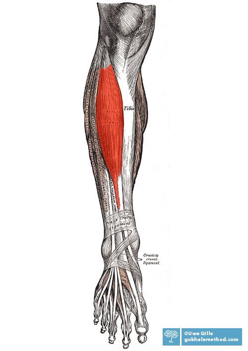 Diagram of the lower limb from knee down, showing foot tendons and tibialis anterior. 