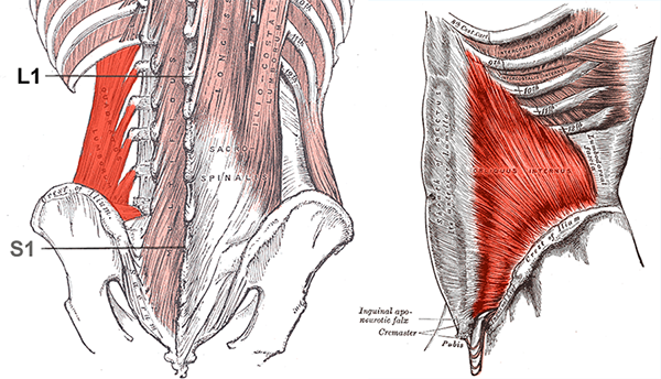 Two anatomical drawings showing quadratus lumborum and the internal obliques