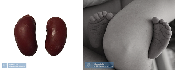 Infants’ feet (right) a notably bean-like shape (left) 