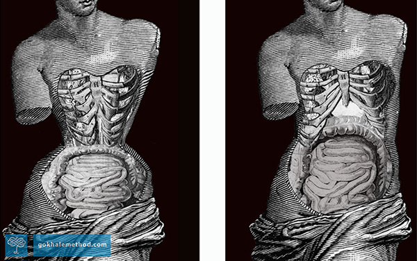 2 Drawings of Venus statue showing internal deformities due to 19thC tight corset.