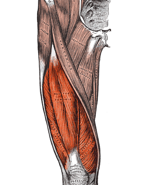 Anatomy drawing showing the quads