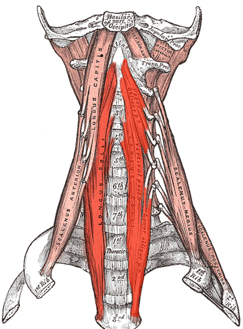 diagram showing the bones, discs, nerves, and major blood vessels of the neck