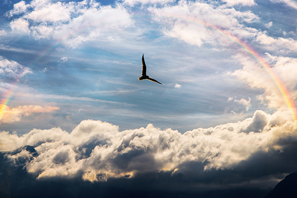 Photo of flying bird silhouetted against the sky, framed with rainbow.