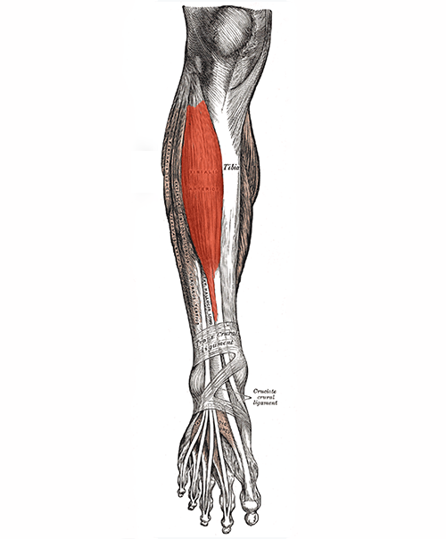 diagram of the lower limb from knee down, showing foot tendons and tibialis anterior. 
