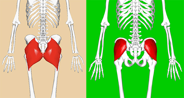 Anatomy drawings showing gluteus maximus (left) and, underneath, gluteus medius (right). 