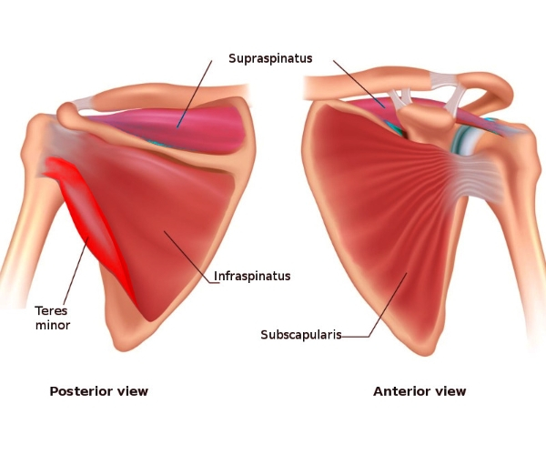 Anatomy drawing of the rotator cuff muscles on the bones of the shoulder.